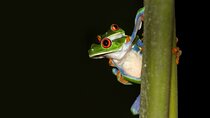 Rainforest Night Walking Tour (Private property)