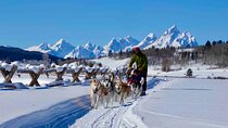 Jackson Hole Dog Sledding Adventure