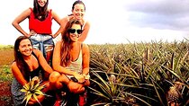 Best of Oahu Full-Day Small-Group Island Tour