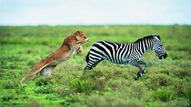 4 Days Mid Range Group Safari