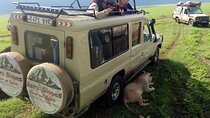 5 Days Camping Tarangire, Serengeti & Ngorongoro crater & Visiting Maasai 