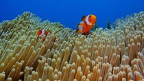 Bali Snorkeling Trip at USS Liberty Shipwreck With Hotel Transfers