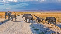 3 Day Amboseli Safari