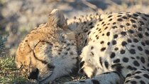7Days 6Nights Botswana Highlights Safari