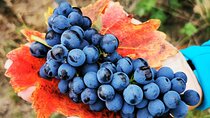 Bike & Wine tour in Dealu Mare wineland