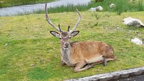 Fort William and Glencoe