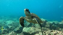 Day Tour to Floreana Island with Snorkeling and Fishing