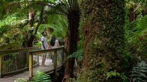 Great Ocean Road Grampians 3 Day National Park Tour Melbourne Roundtrip