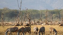 6 Day: Epic Northern Safari