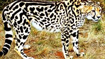 De-wildt cheetah tour