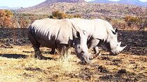 Pilanesberg national park day tour-Closed-vehicle