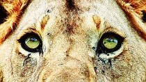 Lion safari park tour(Half-day)