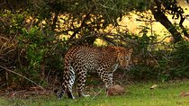 Full Day Wilpaththu National Park Safari (All Inclusive)