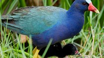 Central Florida Half-Day Private Birding Activity - 2 person max