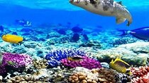 Ras Muhammad National Park: Snorkeling Tour with White Island