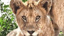4 Days Tanzania National Parks Private Safari from Zanzibar 