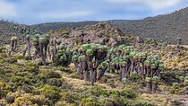 8 Days climb Mt Kilimanjaro through Lemosho Route