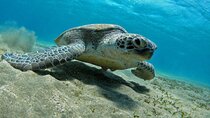 Snorkeling day trip from Marsa Alam to port Ghalib