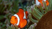 Snorkeling day trip from Marsa Alam to port Ghalib