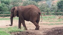 Enlightening Elephants And Monkeys Sanctuary Guided Day Tour
