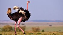 7 Days, 6 Nights Wildlife Photography and Birding Safari
