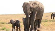 1-Day Safari-Trip to Tarangire National Park