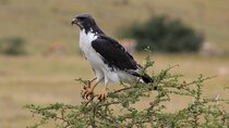 2-Day Safari-Trip to Lake Manyara & Ngorongoro (Mid-range)