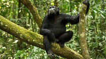 8 Day: Katavi N.P and Mahale Mountains National Park 