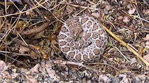 Reptile Hunting in The Sonoran Desert