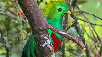 Quetzal Birdwatching Experience at San Gerardo De Dota Group Tour. 