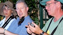 Rocklands Bird Sanctuary and Montego Bay Highlights Tour from Falmouth