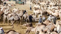Tour to Camel Market of Birqash in Egypt