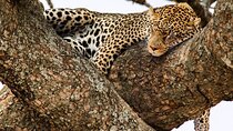 6-Day Private midrange Tour in Arusha with Airport Pickup