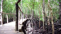 Private Tour in Jozani Forest with pick up 