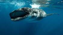 Whale Shark Snorkeling Adventure with Lunch