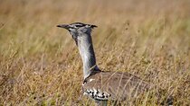 5-Day Private midrange Tour in Arusha with Airport Pickup