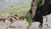Nature & Historical day trip to Debrelibanos and the beautiful Jemma valley 