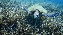 Diving Tour for Certified Divers: Sail Rock or Koh Tao