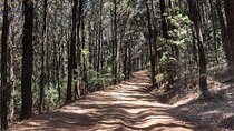 Day Trip to Menagesha Suba Forest from Addis Ababa