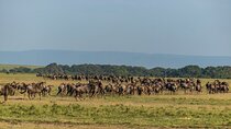 4 Nights Wildebeest migration Maasai Mara