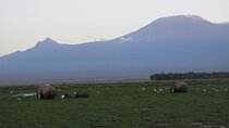 Day trip to Amboseli National Park