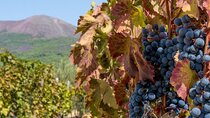 Vesuvius with Wine Tasting and lunch included from Naples