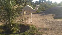 Private camel ride in the Palmeraie in Marrakech