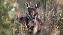 The Premier Wildlife Tours in Rocky Mountain National Park