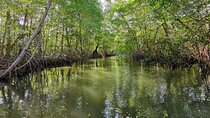 Local Sightseeing & Mangrove Tour
