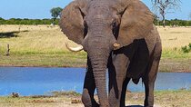 5 Days Lodge Wildebeest Calving Safari
