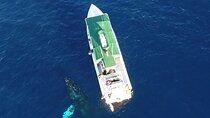 Private Charter Sanity Vessel Tour Off Kaanapali Beach to Lanai