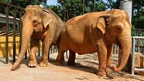 Kids & Family – Full Day Private Guided Tour in São Paulo