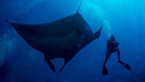 2-Day Similans Scuba Diving from Phuket