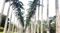 Aburi Botanical Gardens And Boti Falls Private Tour